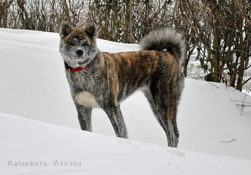 Shinju  Winter_2013.jpg - Winter 2013